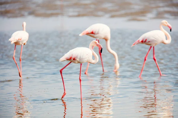 Manada Flamencos Bahía Walvis Namibia — Foto de Stock