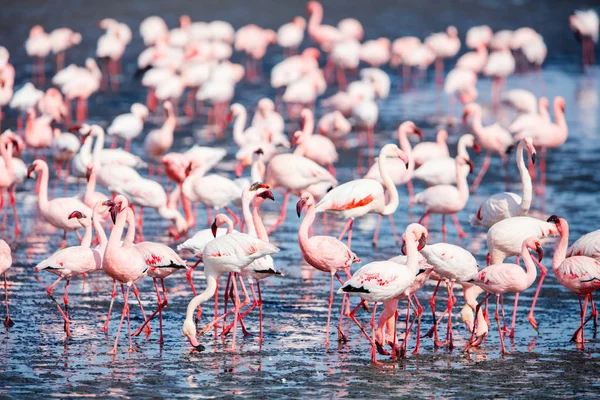 Rebanho Flamingos Baía Walvis Namíbia — Fotografia de Stock