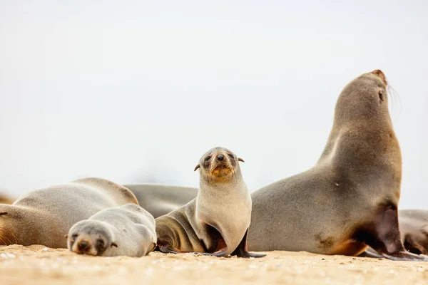 Baby Zegel Bij Pelican Point Coast Namibië — Stockfoto