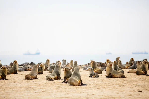 纳米比亚沃尔维斯湾鹈鹕点海岸的海豹群 — 图库照片