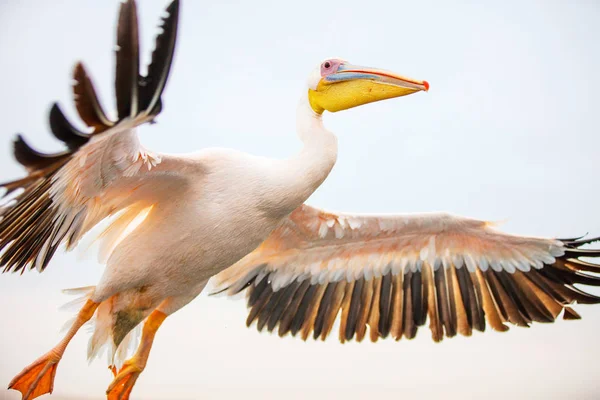 Pelikan Yakın Yukarı Uçan — Stok fotoğraf