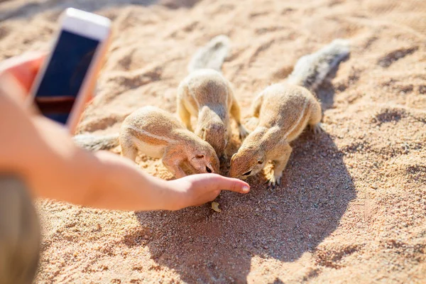 Close Little Girl Taking Photo Ground Squirrels While Feeding Them — Stock Photo, Image