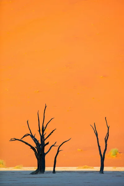 Dead Camelthorn Trees Red Dunes Early Morning Deadvlei Namibia — Stock Photo, Image