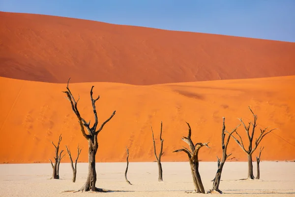 Dode Camelthorn Bomen Tegen Rode Duinen Vroeg Ochtend Dode Vlei — Stockfoto