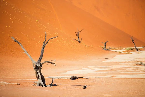 Dead Camelthorn Trees Red Dunes Early Morning Deadvlei Namibia — Stock Photo, Image