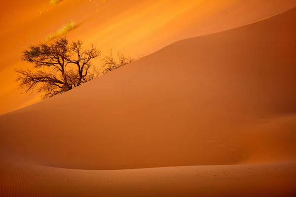 Close Beautiful Red Sand Dune Sossusvlei Namibia — Stock Photo, Image