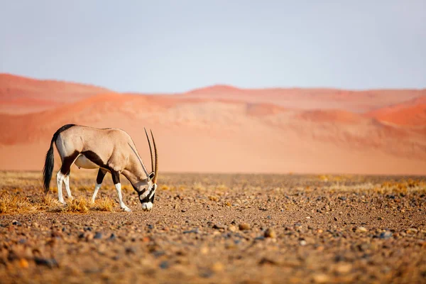 Antilope Orice Che Cammina Contro Dune Sabbia Rossa Sossusvlei Nel — Foto Stock