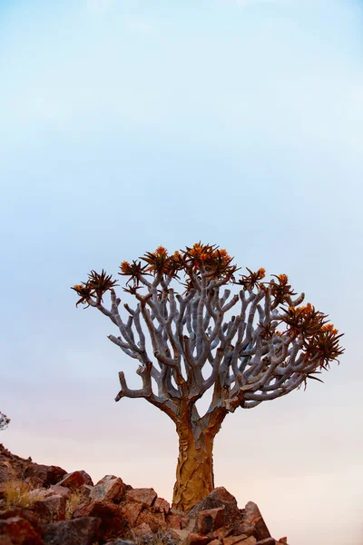 Минималистическая Фотография Одного Дрожащего Дерева Каменистой Почвы — стоковое фото