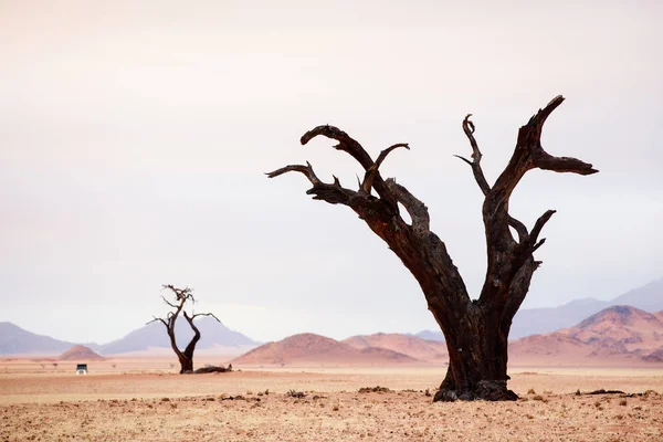 Gedroogde Acacia Camelthorn Bomen Namib Woestijn Een Bewolkte Middag — Stockfoto