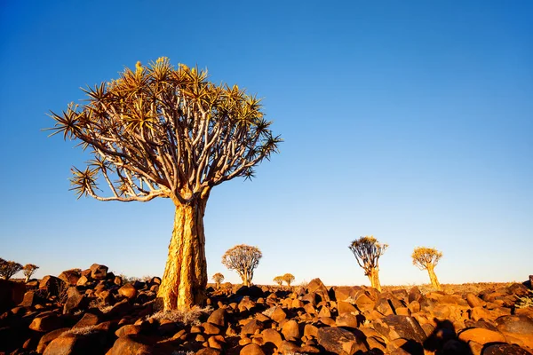 Пейзаж Леса Колчанами Возле Keetmanshoop Намибии Закате — стоковое фото