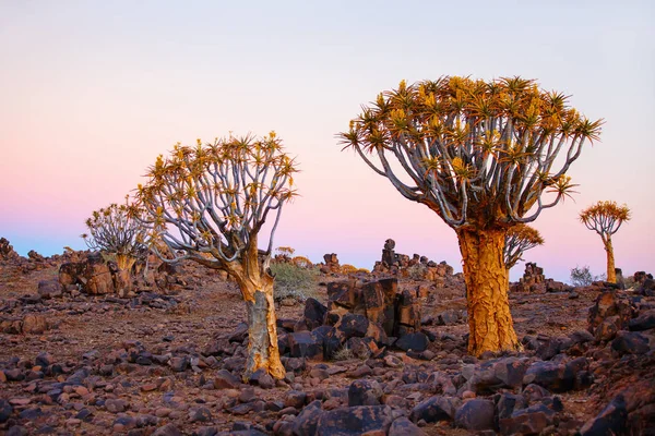Landscape Quiver Tree Forest Keetmanshoop Namibia Sunset — Stock Photo, Image