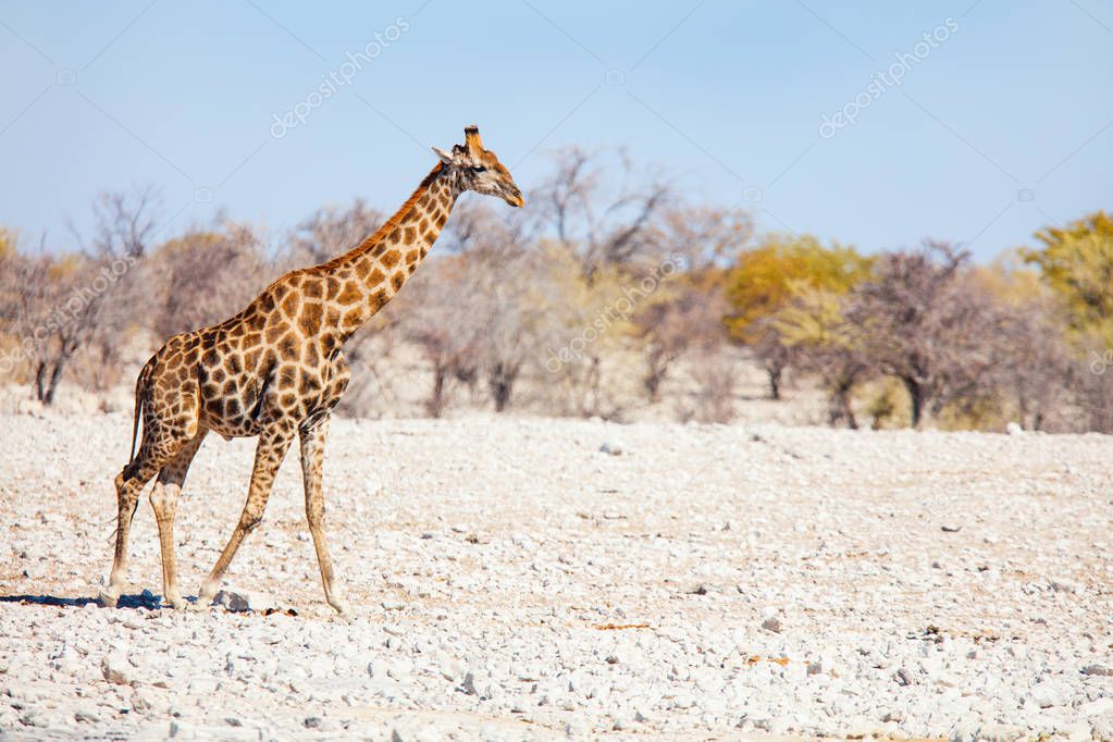 Giraffe in Etosha safari park in Namibia Africa