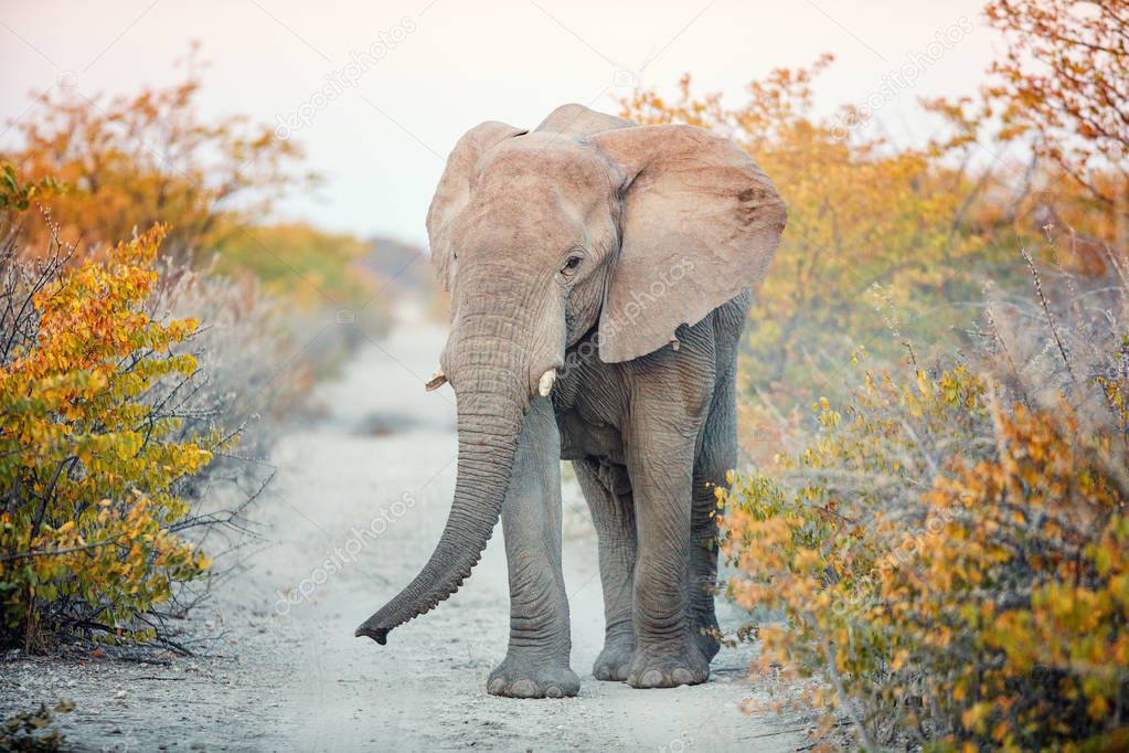 Close up of elephant in safari park