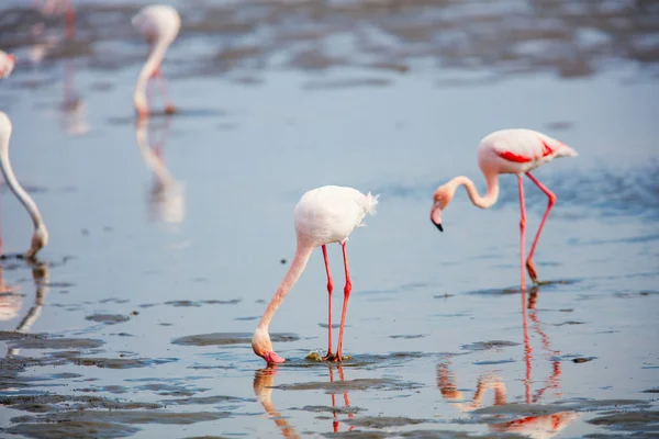 Zwerm Flamingo Walvis Bay Namibië — Stockfoto