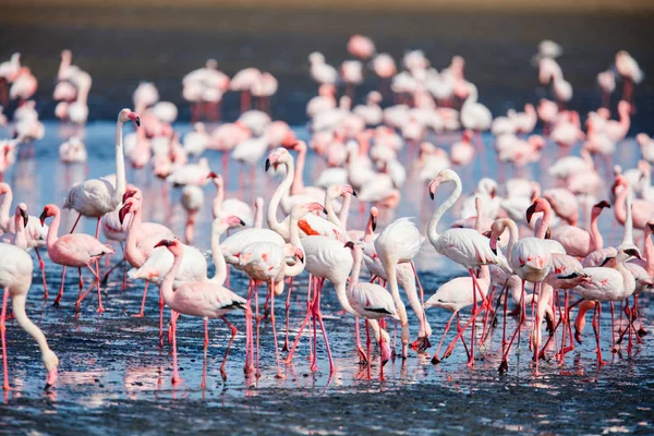 Flock Flamingos Walvis Bay Namibia — Stock Photo, Image