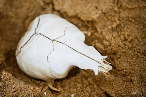 Selo Ossos Crânio Areia Baía Walvis Namíbia — Fotografia de Stock