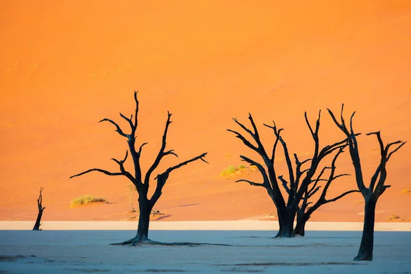 Suszone Drzew Camelthorn Przed Czerwonymi Wydmami Wcześnie Rano Deadvlei Namibia — Zdjęcie stockowe