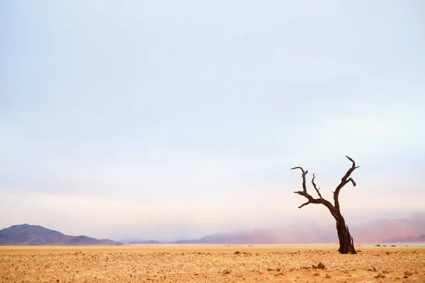 Gedroogde Acacia Camelthorn Bomen Namib Woestijn Een Bewolkte Middag — Stockfoto