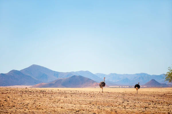 Pštrosí Pár Kráčející Proti Krásné Krajině Tiras Hor Namib Poušti — Stock fotografie