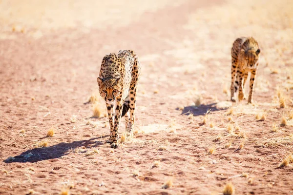 Close Van Twee Mooie Cheeta Outdoor Een Natuurlijke Omgeving — Stockfoto