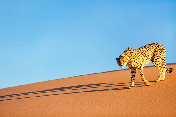 Prachtige Cheetah Outdoor Rood Zand Duin Vroeg Ochtend Namib Woestijn — Stockfoto
