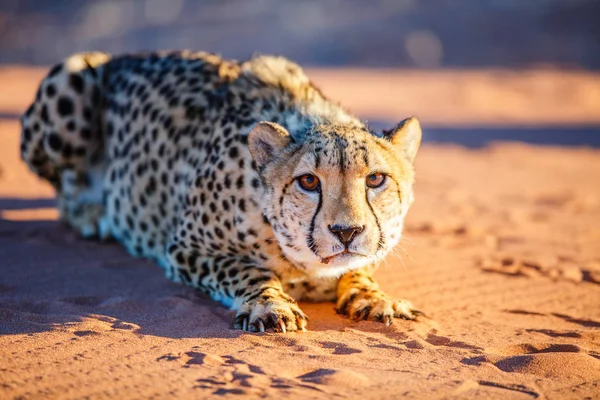Prachtige Cheetah Outdoor Rood Zand Duin Vroeg Ochtend Namib Woestijn — Stockfoto