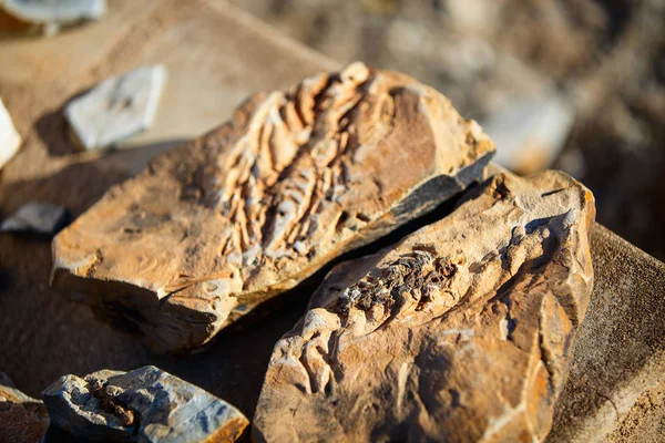 Afrika Daki Mesosaurus Fosili Namibya — Stok fotoğraf