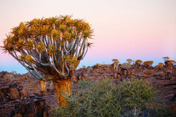 Paisagem Floresta Aljava Perto Keetmanshoop Namíbia Pôr Sol — Fotografia de Stock