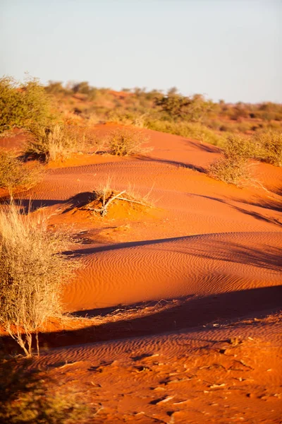Gyönyörű Táj Kalahári Sivatag Namíbiában Narancs Homokdűnék — Stock Fotó