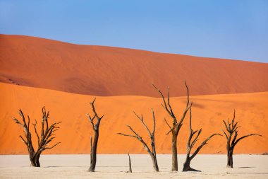 Sabahın erken saatlerinde Deadvlei Namibya 'da kırmızı kum tepelerine ve mavi gökyüzüne karşı kurumuş deve dikeni ağaçları.
