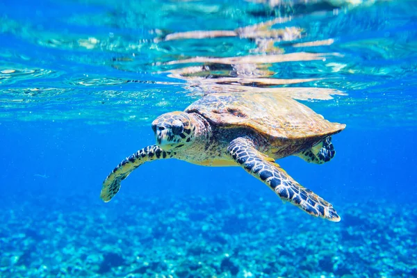 Falkenschildkröte Schwimmt Indischen Ozean Auf Den Seychellen — Stockfoto