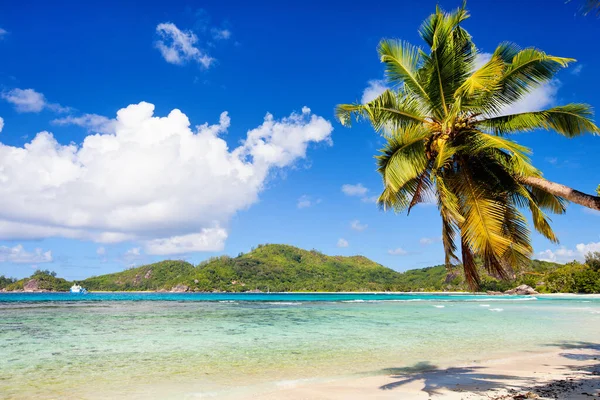 Perfekt Tropisk Strand Med Palmer Hängande Över Vit Sand Och — Stockfoto