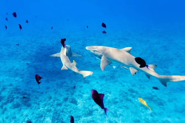 Tubarões Limão Nadam Entre Peixes Oceano Pacífico — Fotografia de Stock