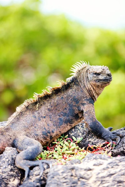 Portret Męskiej Iguany Morskiej Endemiczne Wyspy Galapagos Ekwador — Zdjęcie stockowe