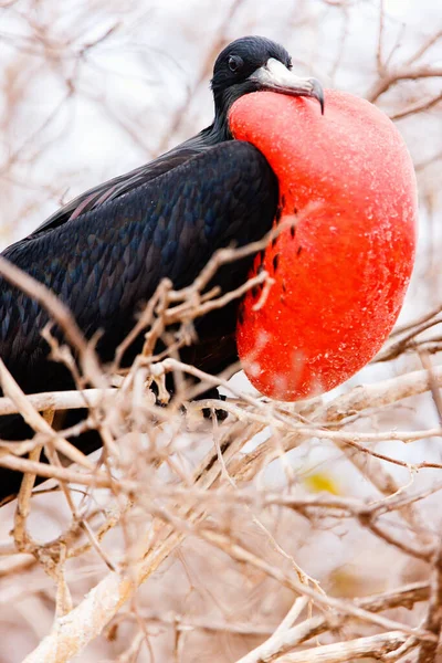 Großaufnahme Eines Prächtigen Fregattvogels Mit Aufgeblasener Kehltasche — Stockfoto