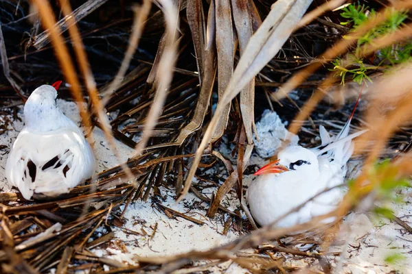 Red Tailed Tropicbirds Nesting Honeymoon Island Aitutaki Cook Islands — Stock Photo, Image