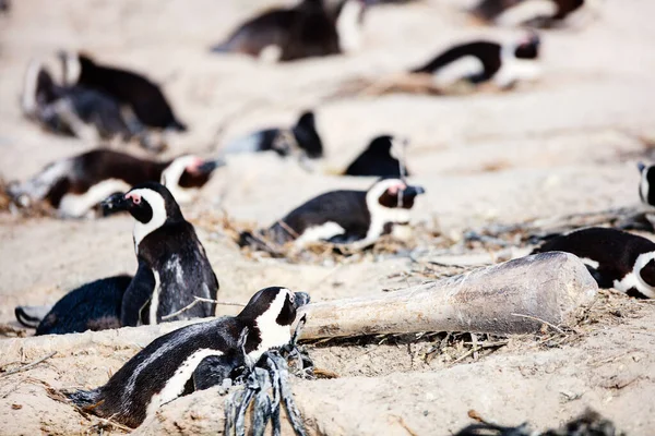 南非开普敦附近Boulders海滩上的非洲企鹅群 — 图库照片
