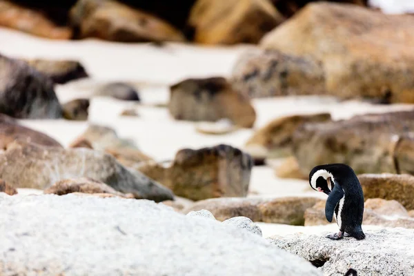 南アフリカのケープタウン近くのボルダーズビーチにあるアフリカのペンギンコロニー — ストック写真