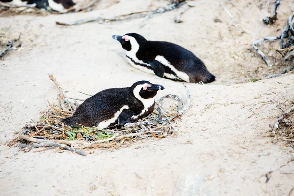 Colônia Pinguins Africanos Praia Boulders Perto Cidade Cabo África Sul — Fotografia de Stock