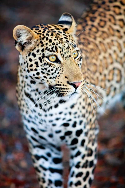 Молодой Леопард Вечернем Свете Южной Африке — стоковое фото