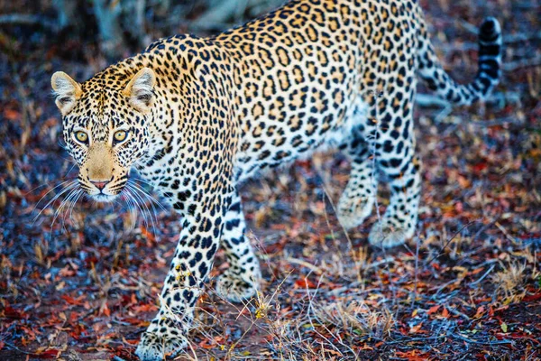 Giovane Leopardo Maschio Luce Serale Sudafrica — Foto Stock