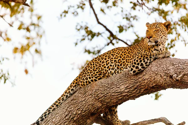 南非的一棵树上 美丽的雄性豹子 — 图库照片