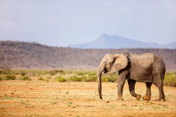 Kenya Afrika Daki Safari Parkında Fil — Stok fotoğraf