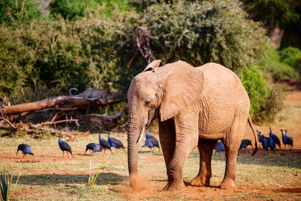 Amazing Safari Encounter Elephant Leopard Guineafowls — Stock Photo, Image