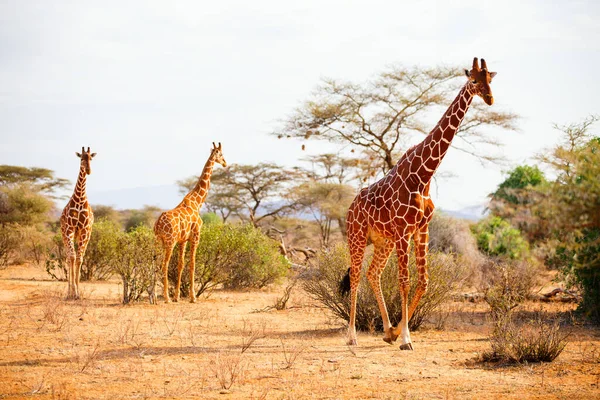 Samburu Special Five Reticulated Giraffes National Reserve Kenya — Stock Photo, Image