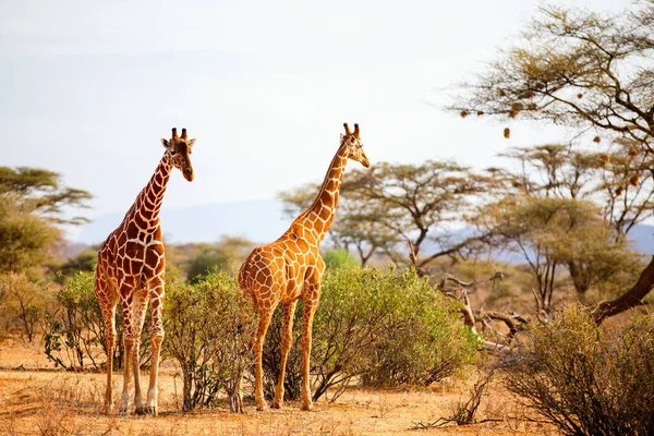 Samburu Speciálních Pět Retikulovaných Žiraf Státní Rezervě Keni — Stock fotografie