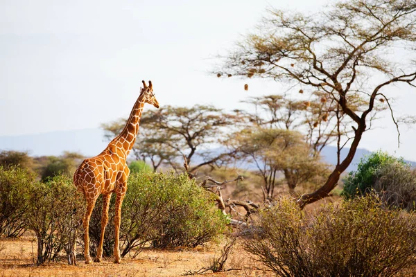 Samburu Special Five Reticulated Giraffe National Reserve Kenya — Stock Photo, Image