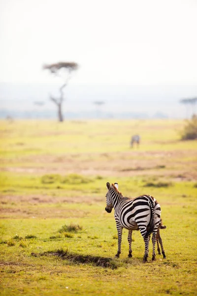 Zebre Nel Parco Safari Kenya — Foto Stock