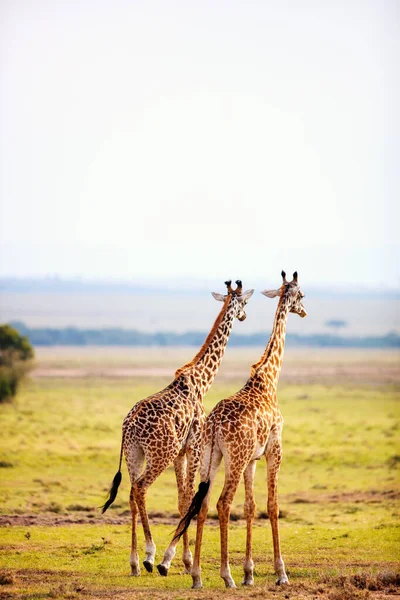 Żyrafy Parku Safari Masai Mara Kenii Afryka — Zdjęcie stockowe