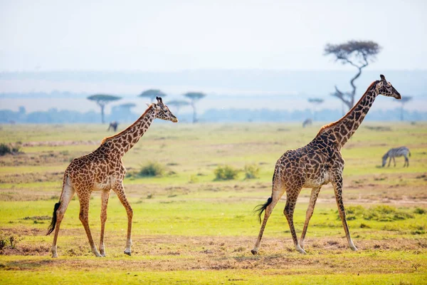 ケニアのMasai Maraサファリパークにキリン — ストック写真